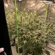 Euforia. High frequency fertigation