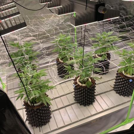 Euforia. High frequency fertigation