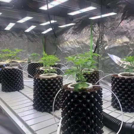 Sour Diesel. High frequency fertigation