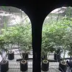 Sour Diesel. High frequency fertigation