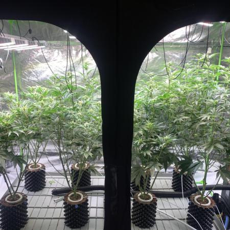 Sour Diesel. High frequency fertigation