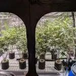 Sour Diesel. High frequency fertigation