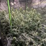 Euforia. High frequency fertigation