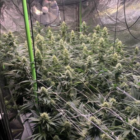 Euforia. High frequency fertigation