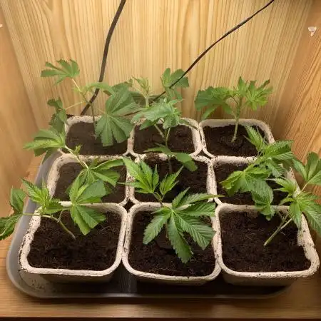 Sour Diesel. High frequency fertigation
