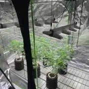 Euforia. High frequency fertigation