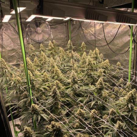 Euforia. High frequency fertigation