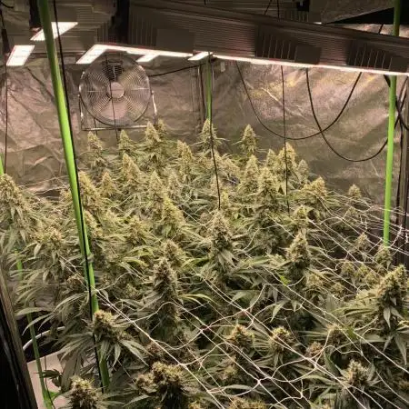 Euforia. High frequency fertigation