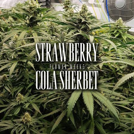 GGD Season 2 - Strawberry Cola Sherbet