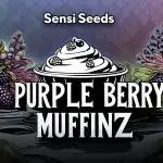 Muffinz Fusion