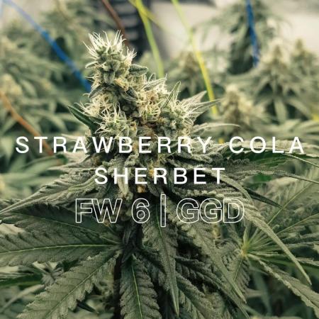 GGD Season 2 - Strawberry Cola Sherbet