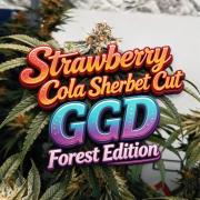 Sweet Seeds Forest #2