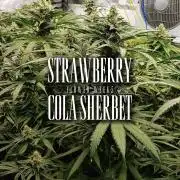 GGD Season 2 - Strawberry Cola Sherbet