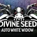 Widow Collection #2