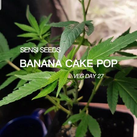 Grow Cup Pop