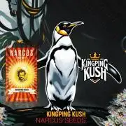 Narcos Seeds Kingping/pin Kush