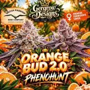 DP Phenohunt #5