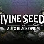 Opium goes Black #1