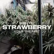 GGD Season 2 - Strawberry Cola Sherbet
