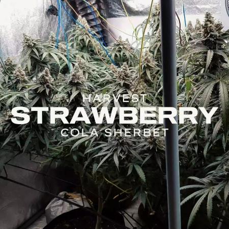 GGD Season 2 - Strawberry Cola Sherbet