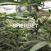 GGD Season 2 - Strawberry Cola Sherbet