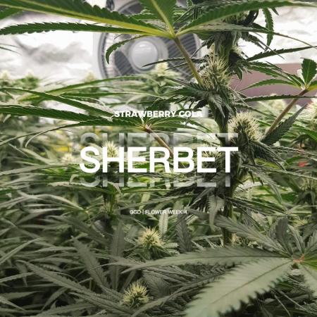 GGD Season 2 - Strawberry Cola Sherbet