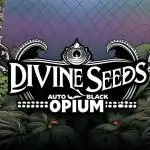 Opium goes Black #2