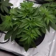 🥦Sticky Broccoli - EC 2026🏆