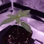 Fem10 - Photoperiodic TestSeed FastBuds