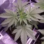 Fem10 - Photoperiodic TestSeed FastBuds