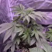Fem10 - Photoperiodic TestSeed FastBuds