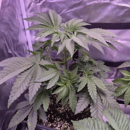 Fem10 - Photoperiodic TestSeed FastBuds
