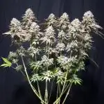 🦍🍉 GORILLA MELON | Photoperiodic
