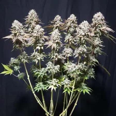 🦍🍉 GORILLA MELON | Photoperiodic