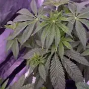 Fem 11 - Photoperiodic TestSeed FastBuds