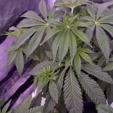 Fem 11 - Photoperiodic TestSeed FastBuds