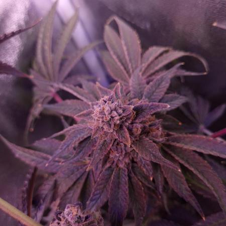 Fem10 - Photoperiodic TestSeed FastBuds