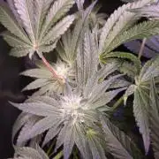 Fem10 - Photoperiodic TestSeed FastBuds