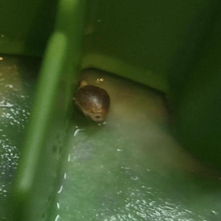 Fem11 - Photoperiodic TestSeed FastBuds