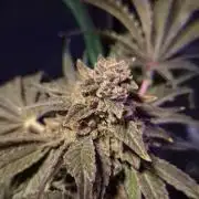 Fem10 - Photoperiodic TestSeed FastBuds