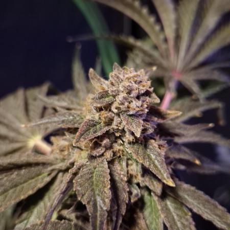 Fem10 - Photoperiodic TestSeed FastBuds