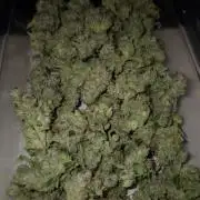 GG4 - FastBuds