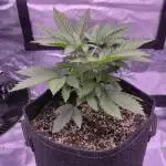 🦍🍉 GORILLA MELON | Photoperiodic