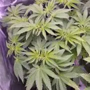 Fem10 - Photoperiodic TestSeed FastBuds