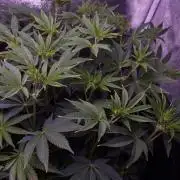 Fem 11 - Photoperiodic TestSeed FastBuds