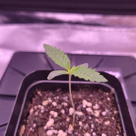 GG4 - FastBuds