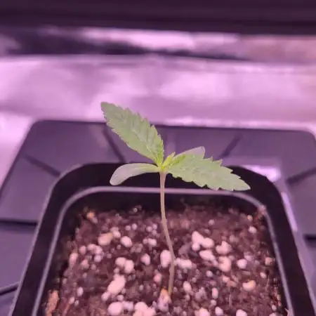 GG4 - FastBuds