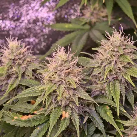 Bubble Kush | aka. Bubba Kush | RQS + Indoor