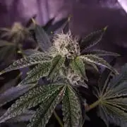 Fem 11 - Photoperiodic TestSeed FastBuds