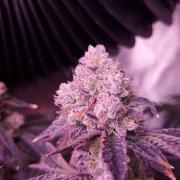 Fem 11 - Photoperiodic TestSeed FastBuds